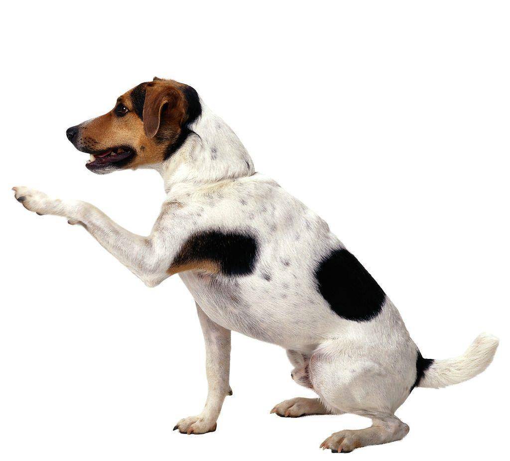 4.用同样的步骤训练狗狗的右爪,使用"伸爪"的口令.