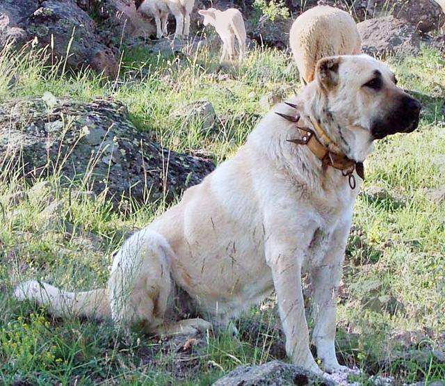 本泽马拜倒在土耳其国宝坎高爪下,能长到200斤_高犬