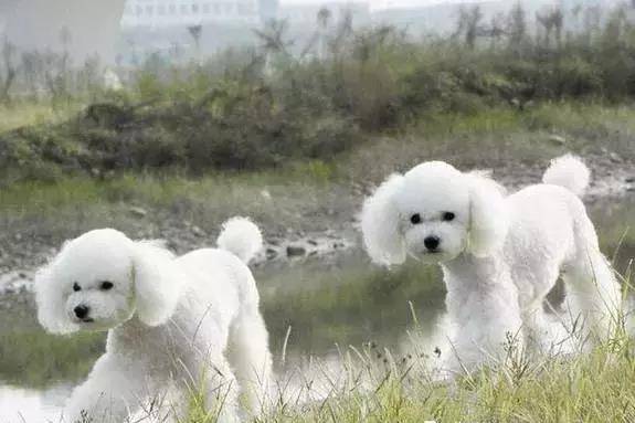 犬种科普丨贵宾犬(泰迪)_法国