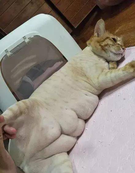 这只橘猫平时看起来也不是很胖,有天剃了毛后居然有六块"腹肌"