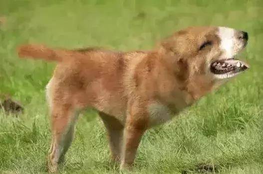 这样的寻狗启示竟然也能找回狗!