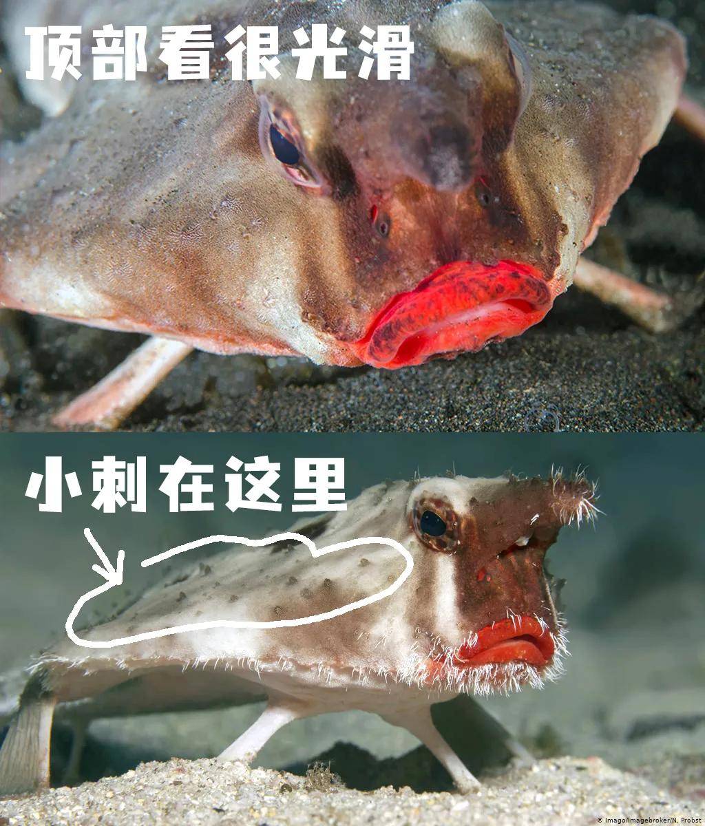 蝙蝠鱼哪条腿最有力?