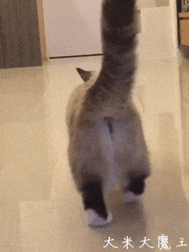这只短腿猫两个月没见铲屎官当它再次见到铲屎官后居然这样