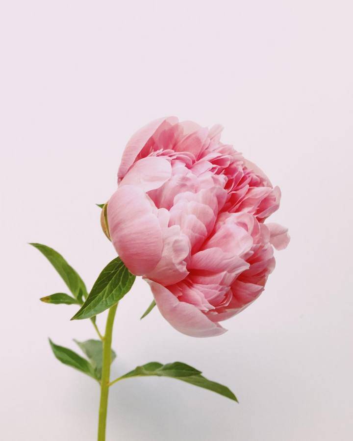 等不及带你了解,芍药的二三事_花瓣
