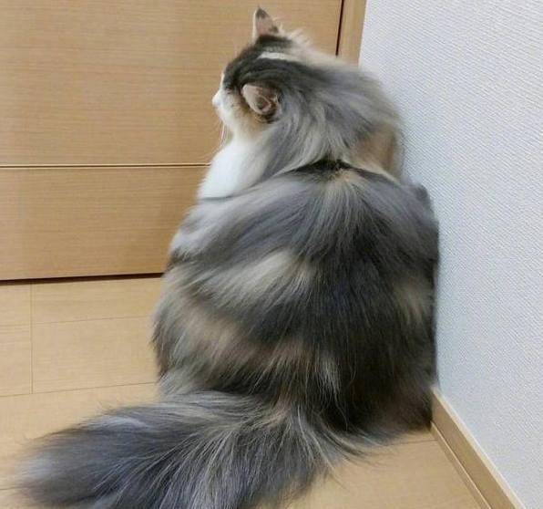 像妖精一样的猫咪,挪威森林猫,猫奴一定会喜欢!