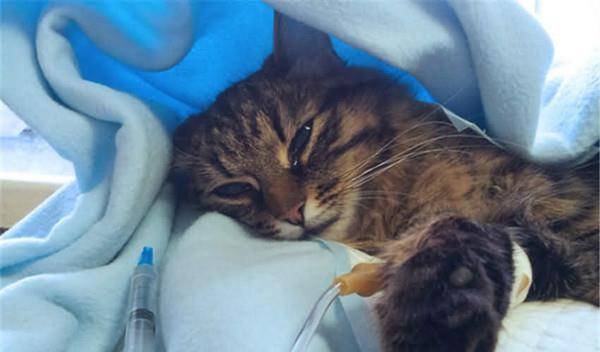 她为了猫咪生病连请特休没想到老板的态度让她当场傻呆