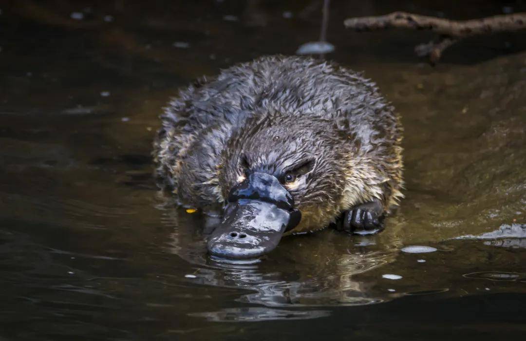 澳大利亚萌物档案馆  鸭嘴兽 platypus