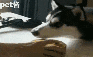 为奖励哈士奇拆家狗主人拿出了鲱鱼罐头打开后二哈跃跃欲试