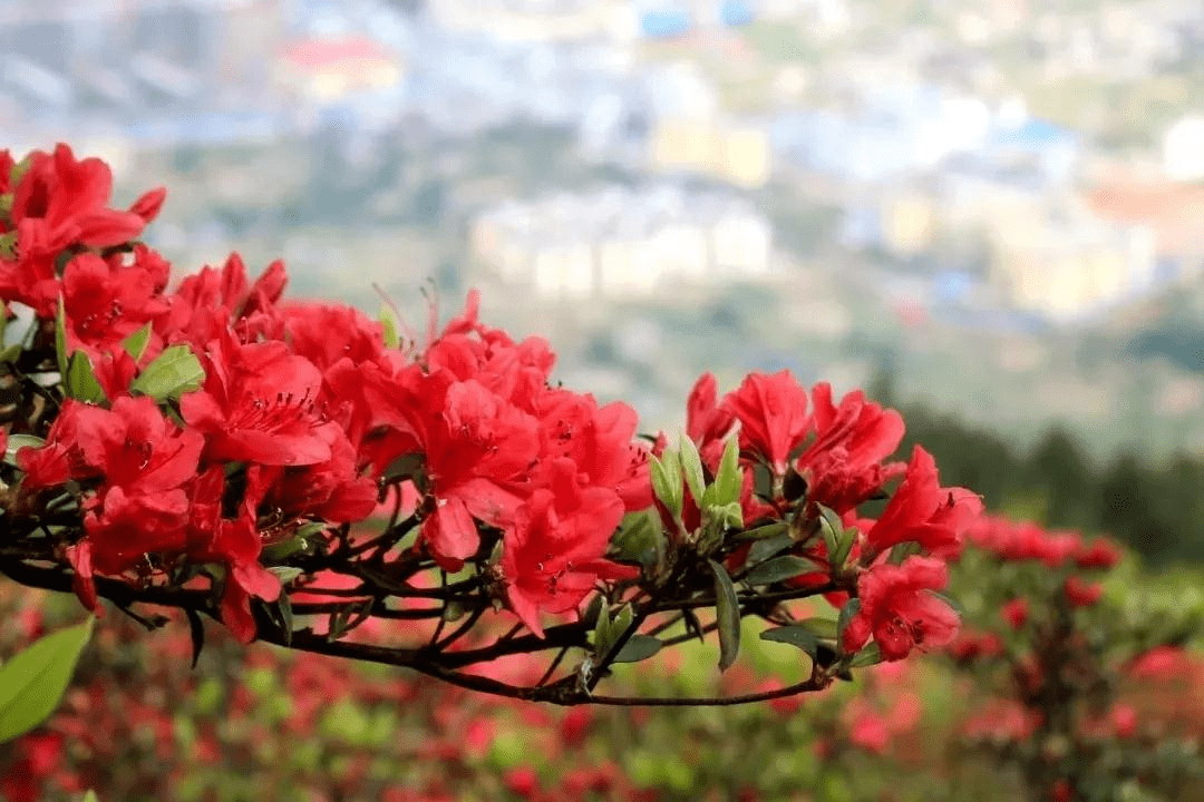 五一丹寨杜鹃花节活动精彩纷呈,你能忍住不心动吗?