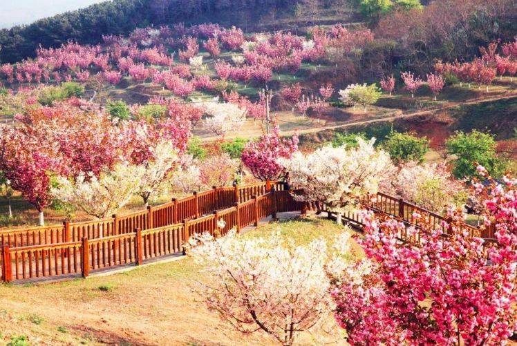 而此时去旅顺, 最推荐也是大连最佳赏樱地——二〇三樱花园.