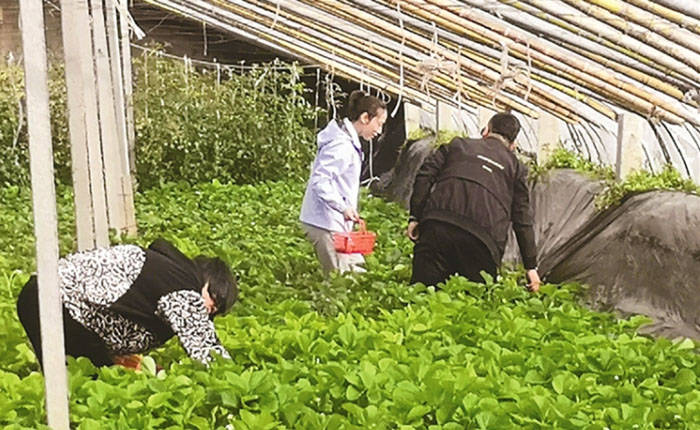 红彤彤的草莓苗长势喜人,鲜嫩的西葫芦,绿茵茵的油菜等各类蔬菜生