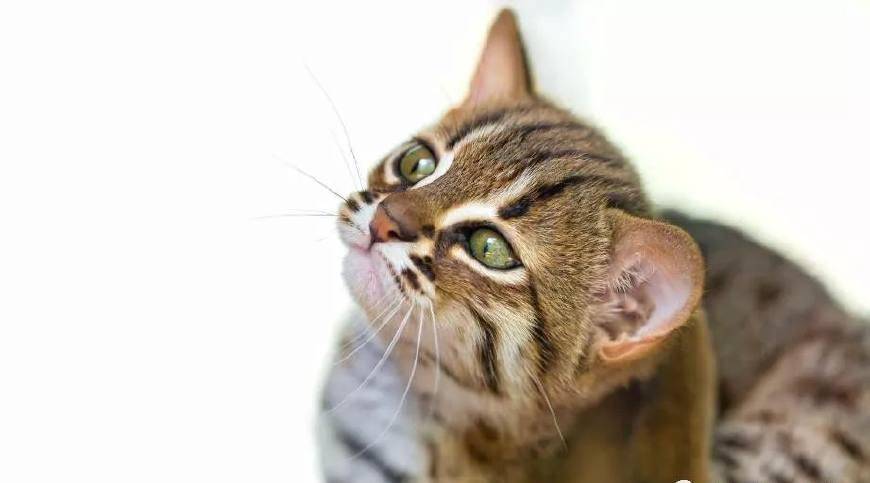 世界上最小的猫科动物-绣斑猫,简直萌一脸血啊!