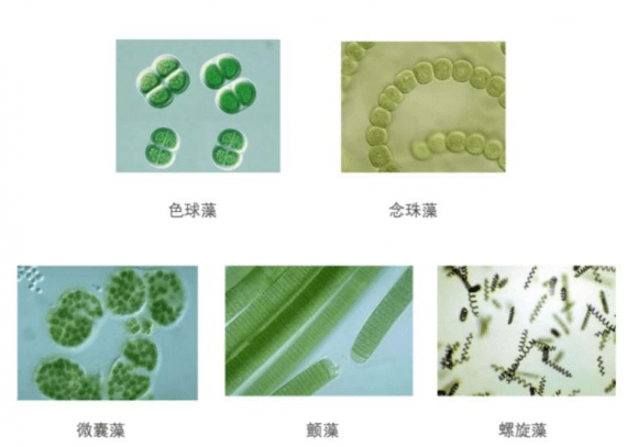 带大家观察认识水中的微生物,包括蓝藻,绿藻,螺旋藻/裸藻门;认识水产