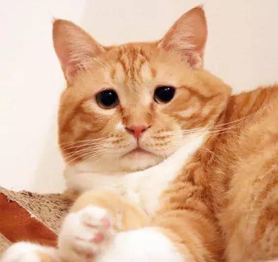 日本这只天然丧的大橘猫,总是满脸写着委屈!