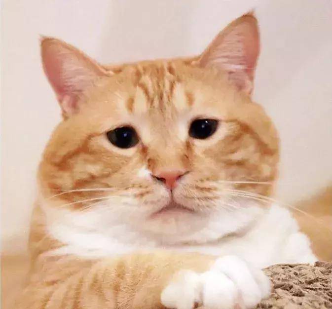 又肥又懒!日本这只天然丧的大橘猫,总是满脸写着委屈!