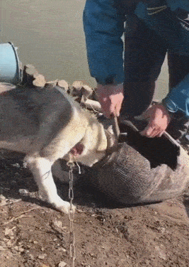 狗狗的头被卡酒缸里,主人拿铁锤砸,网友:司马光砸缸!