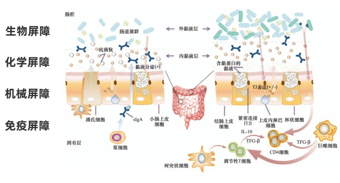 益生菌 牛初乳:如何打造功能食品的"新双打"范式?_肠道