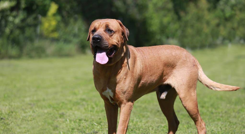 世界十大猎犬排行德牧只排倒数排名第一是个战斗狂