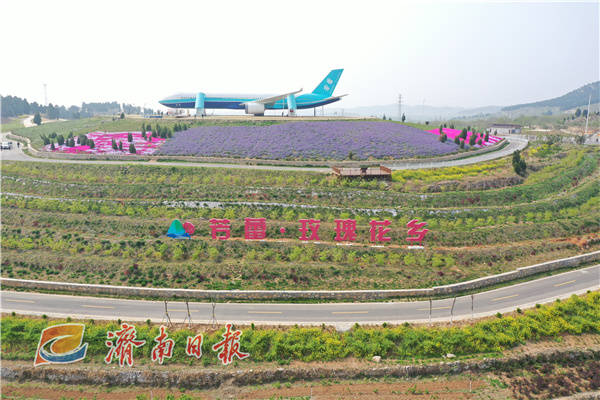 平阴赏市花线路来了平阴推出玫瑰有约浪漫风情游主题线路