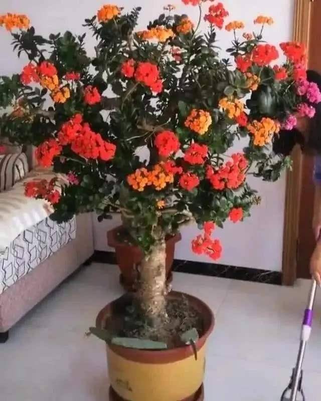 2个小方法,长寿花养成棒棒糖,开成老花树,就这么简单