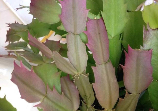 原创蟹爪兰叶子发红光?3点整改好,叶子胖滚滚,孕蕾花更多