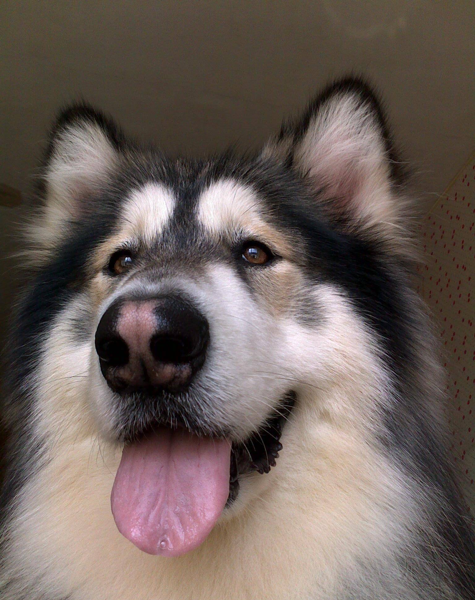 阿拉斯加犬性格好吗?