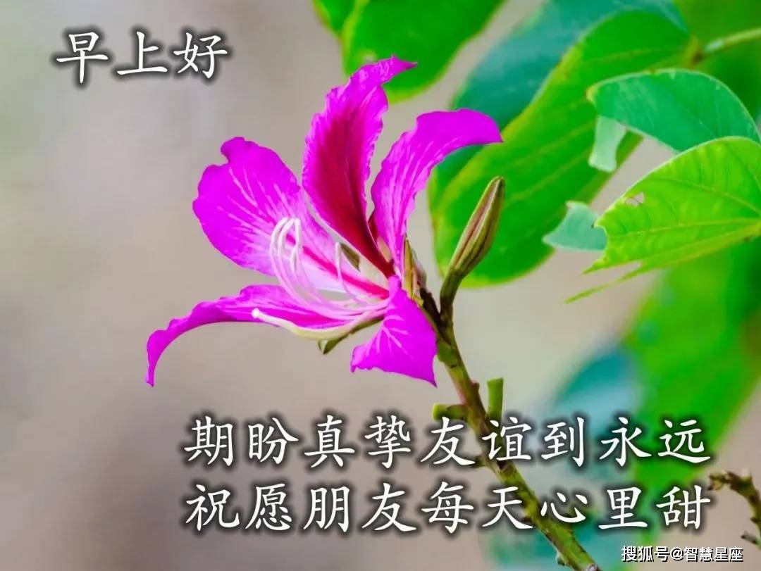 原创8张最美春日风景早安问候图片带字精选春天早上好问候祝福图片带