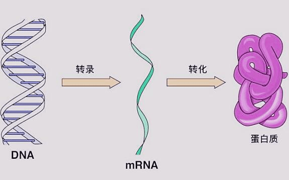 中心法则:dna转录(tranion)成rna,然后rna翻译(translation)成蛋白质