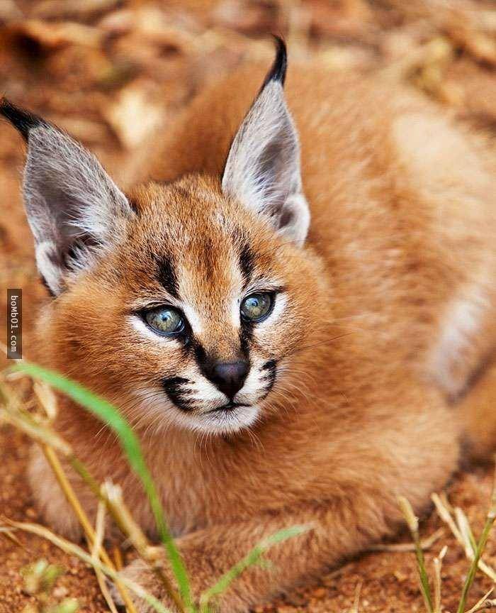 看看这种生物,你能不承认它们是,史上最萌的猫科动物吗?