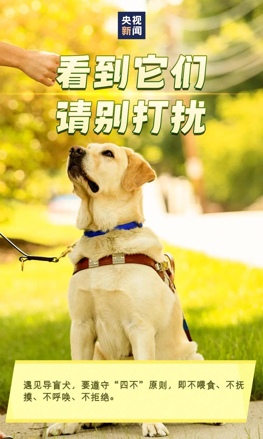 国际导盲犬日请善待导盲犬它们是盲人的眼睛你愿和导盲犬同行吗