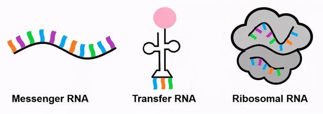 mit归国教授开创rna测序新技术实现细胞内rna分子绝对定量分析
