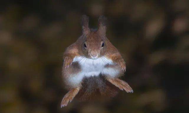 比利时一小松鼠在树枝间跳跃,四爪腾空样子,看上去像飞翔的超人