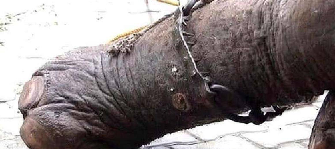 大象被铁链囚禁50年,获救后做出的举动,让人们为之动容