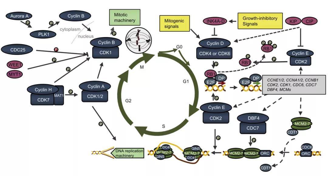 cancer cell | 以细胞周期调控蛋白为靶治疗癌症,现状与趋势展望