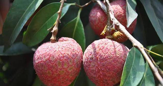 原创世界上最稀有的5种水果,外观独特价格贵,产量少吃法"雷人"