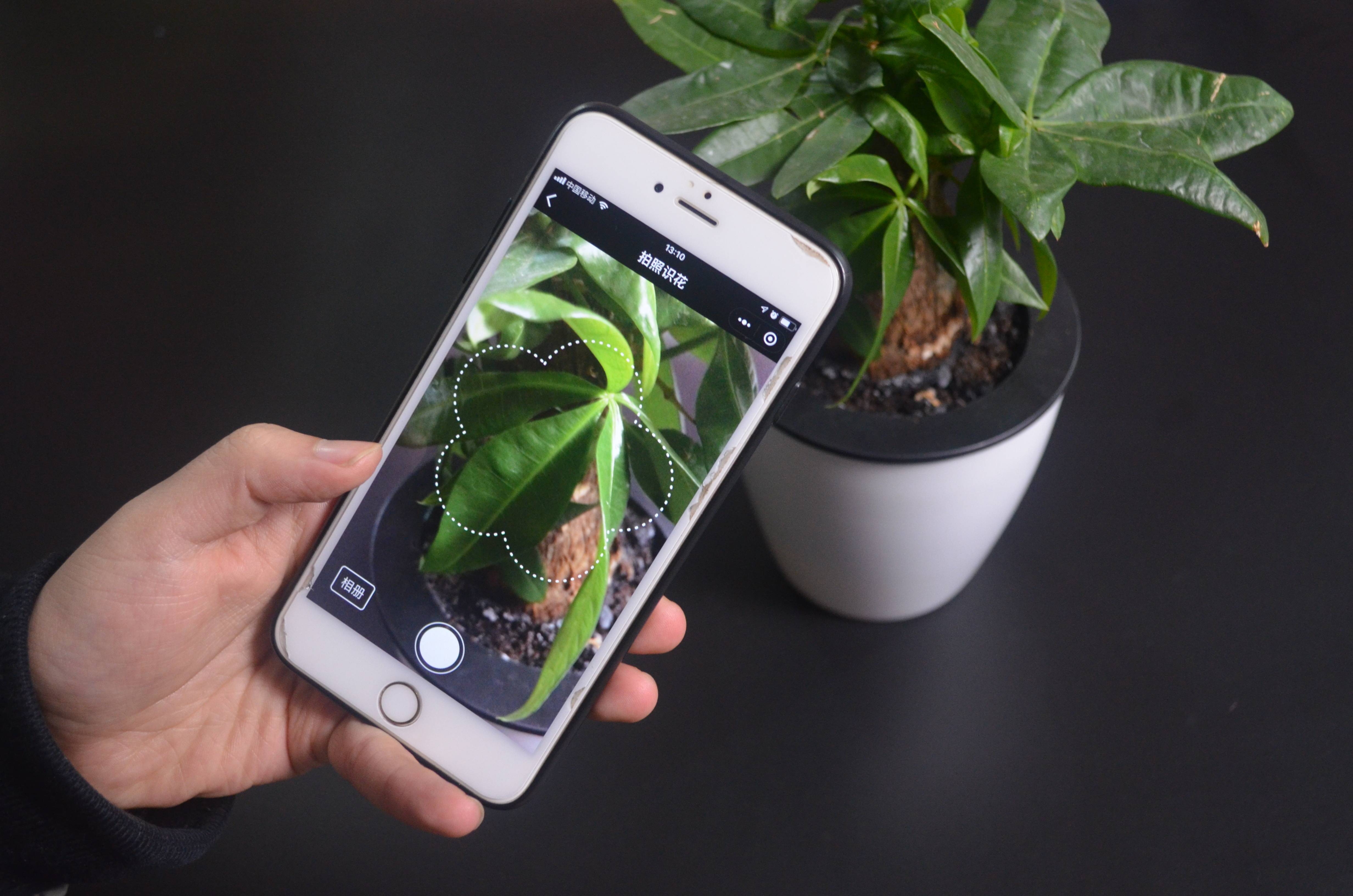 手机微信还隐藏个功能,用它对着花草拍张照,直接显示植物名