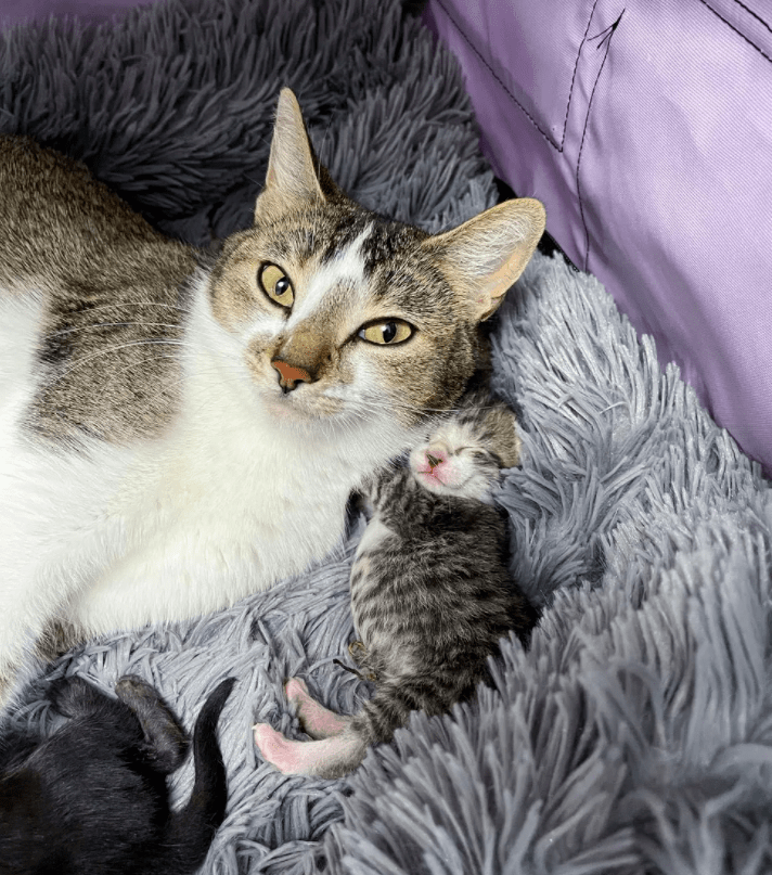 原创猫咪被主人抛弃在街头生下小猫却难以存活它只好向邻居求助