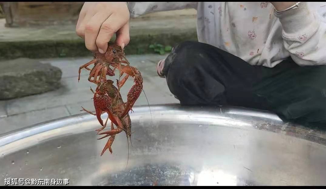 小龙虾大量出没 凯里,黄平乡村掀起抓捕热潮!