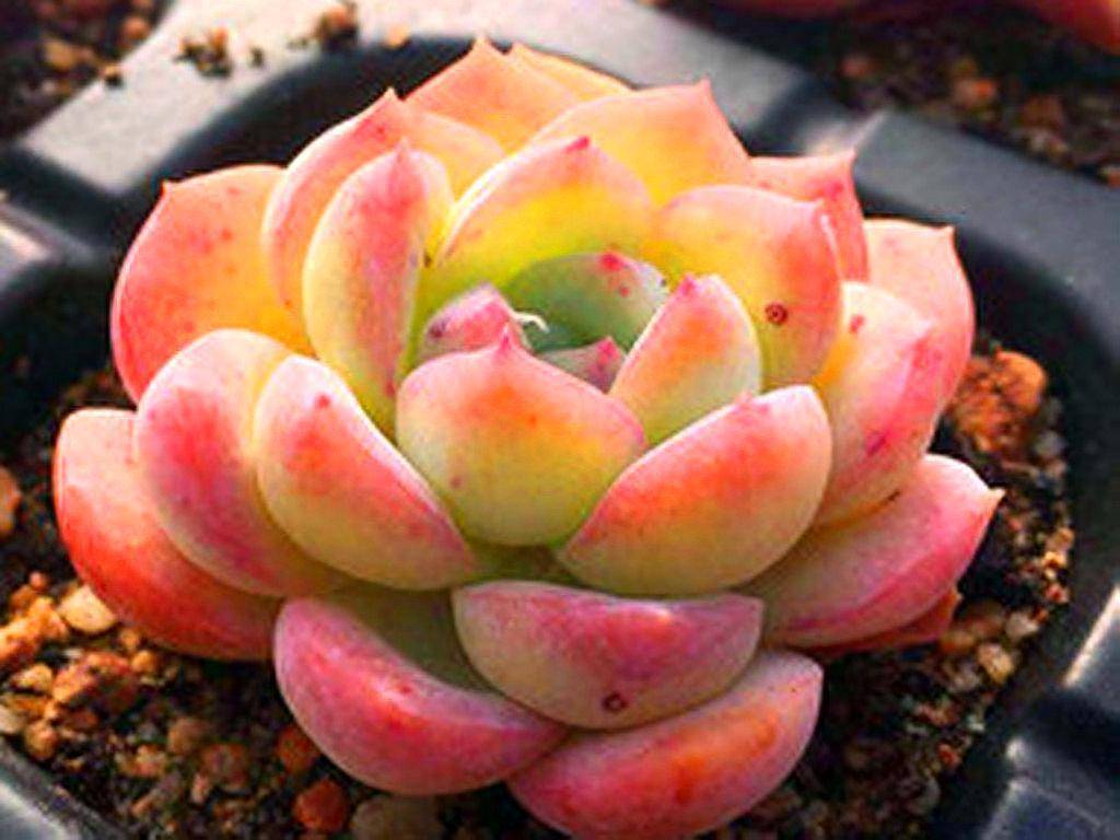 原创这些仙气飘飘的月影系多肉,出状态时宛如一场视觉盛宴,太美了