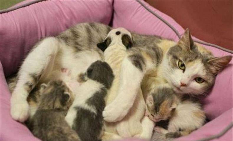 原创猫咪做了妈妈后,竟然把宝宝生在了外面,抱回来的却是一只狗狗