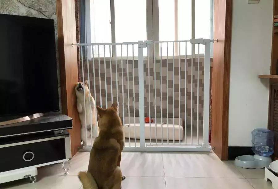 柴犬调戏猫咪后被主人关起来,猫咪:这该不会是个傻子吧