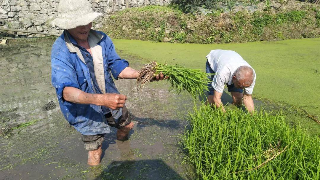 难得一见!筠连巡司一位8岁的小孩居然这样做.