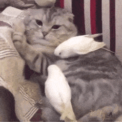 猫猫正在吃零食,鹦鹉非要在旁边略略略,结果被一拳打飞