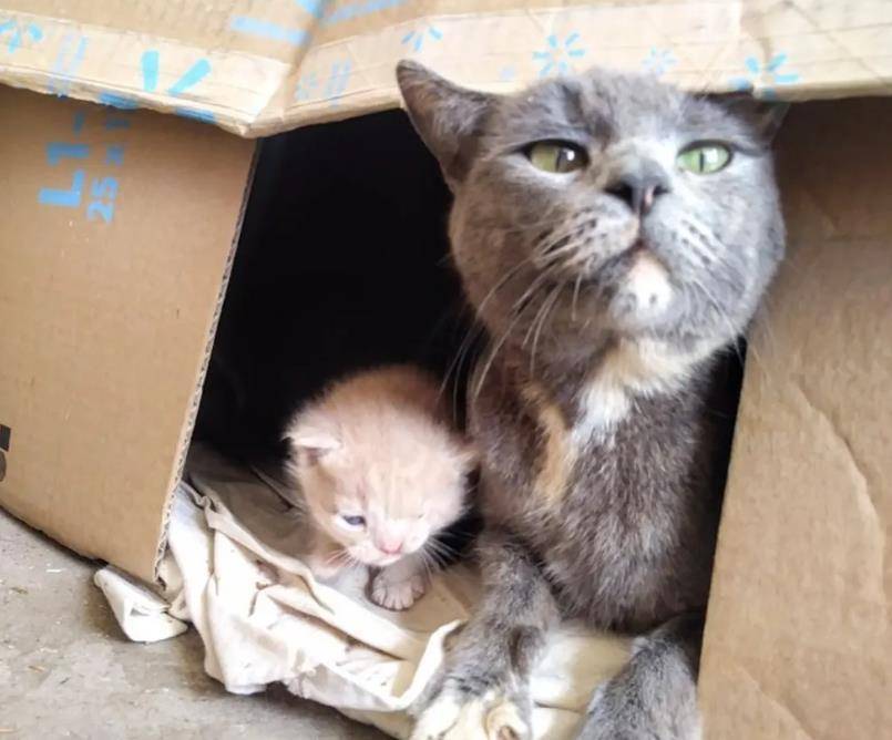 流浪猫带男子回家,4只小猫住门外,两年生了四胎猫,房主没管它