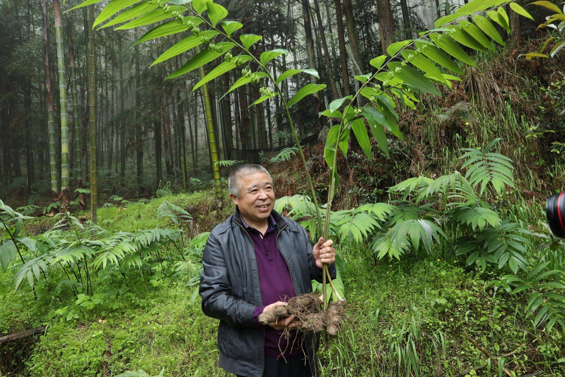 第二届中国黄精产业发展研讨会暨首届江西(铜鼓)黄精高峰论坛将于本周