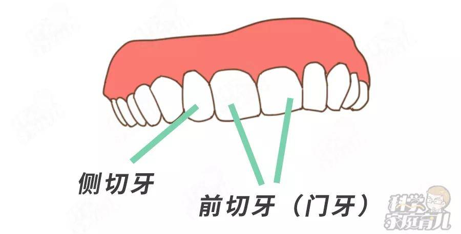 ①切牙没有萌出的时候,可以继续观察.