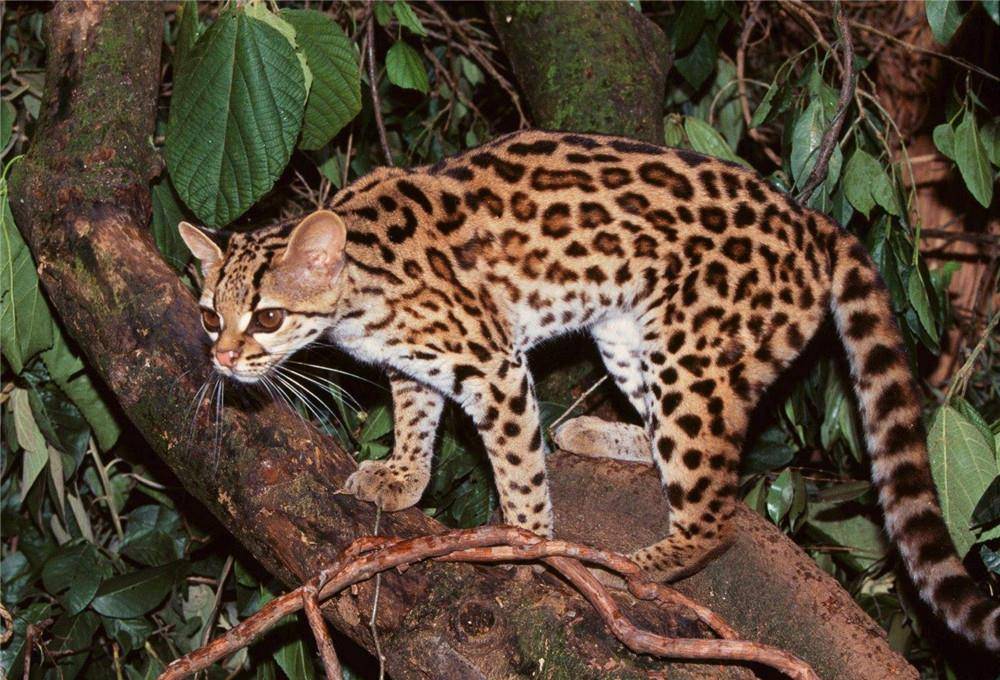 原创亚马孙丛林发现长尾虎猫,大眼睛大长腿,模仿幼崽叫声引猎物上钩