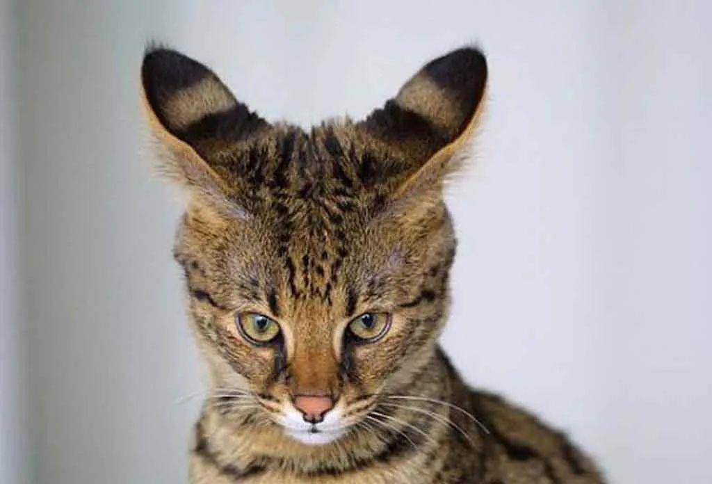 前几日伦敦一宠物猫被误认为豹子惊动警方,原来是这个小家伙
