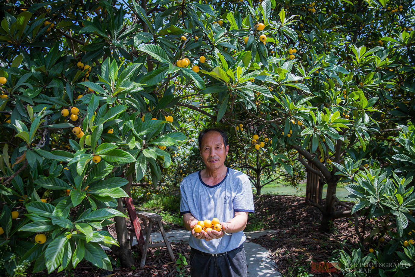 杭州塘栖枇杷喜迎丰收,果农精心种植的枇杷才卖10元,吃货有福了