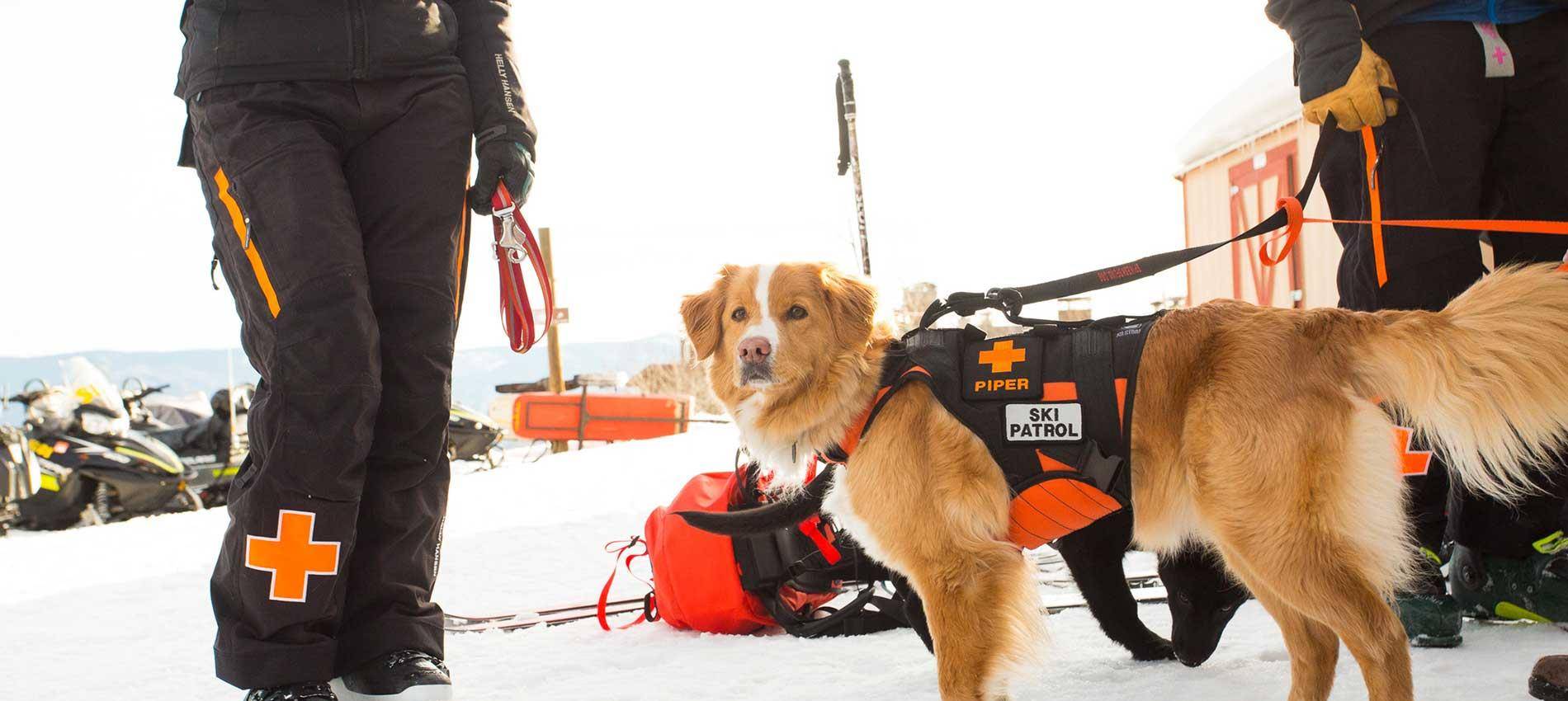 原创美国阿斯本雪堆山的救援犬换新装备,来滑雪就能见到英勇的汪星人